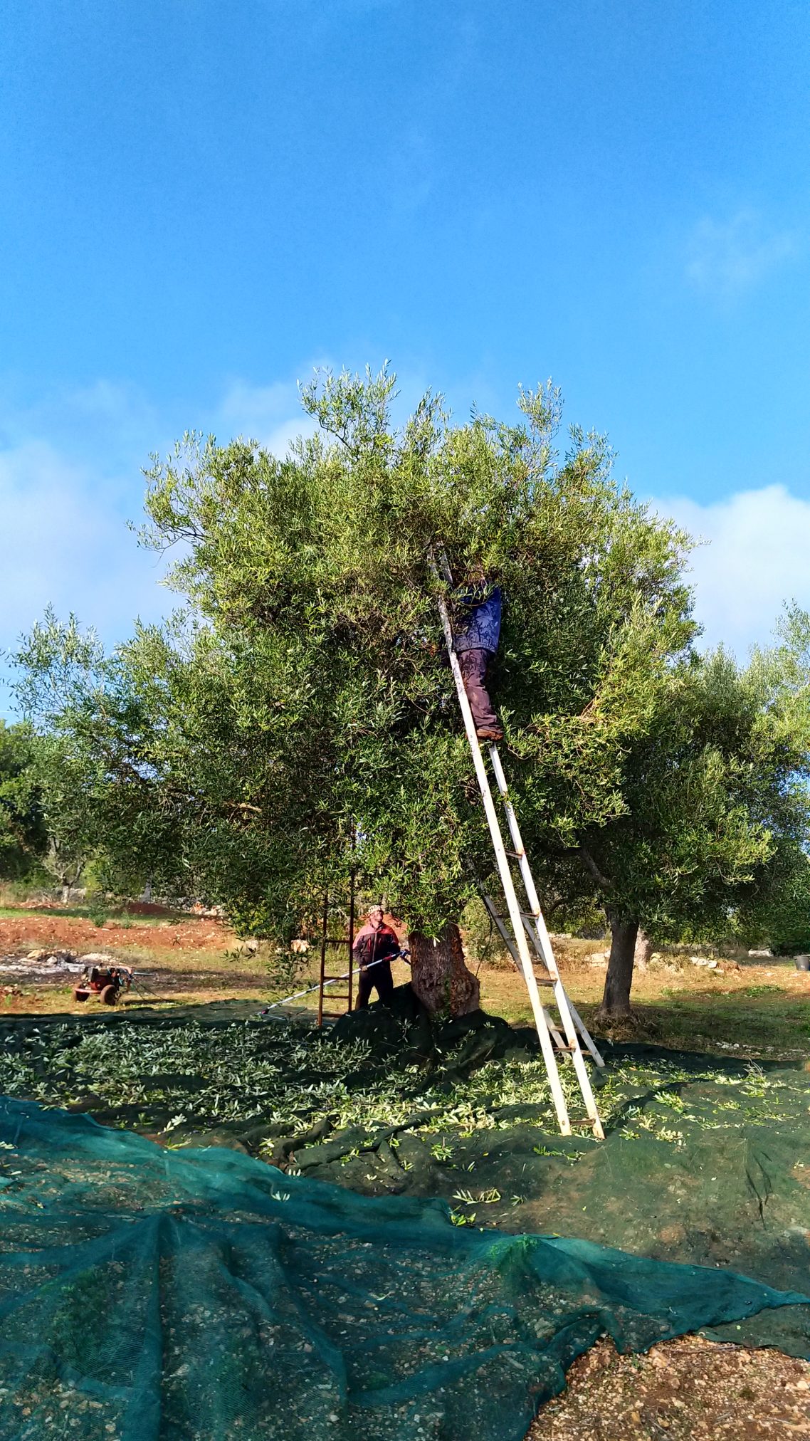 Raccolta olive nella proprietà - Trulli Eutopia